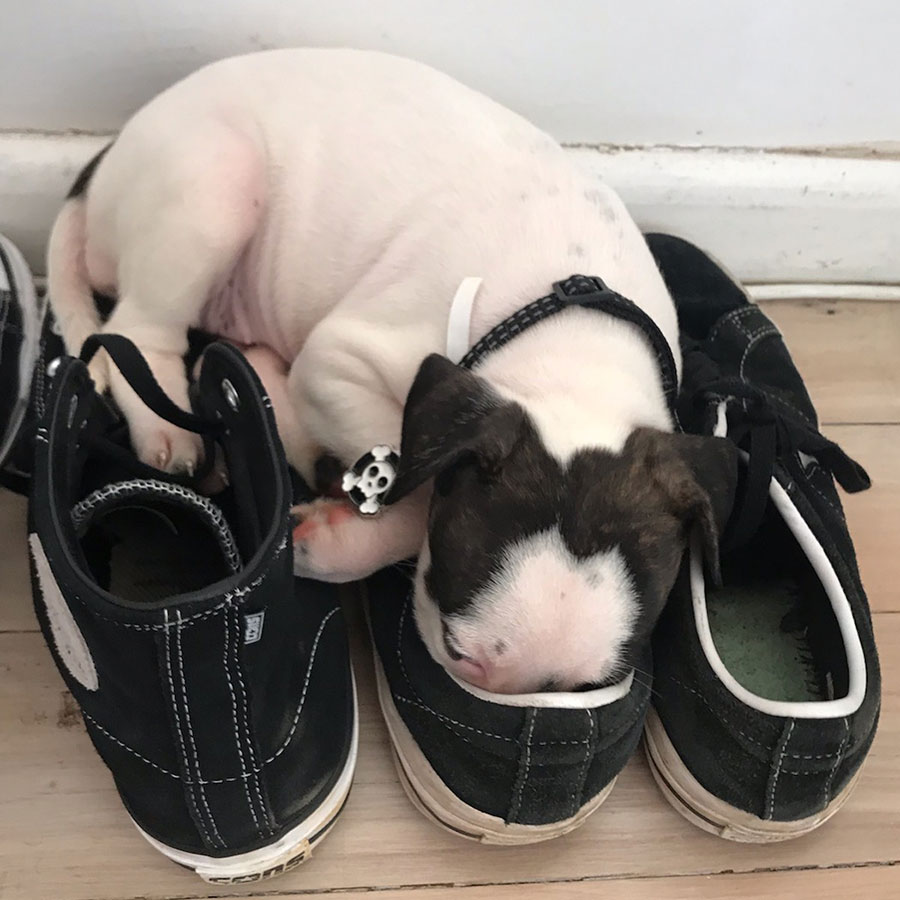 Staffy puppy in a shoe!